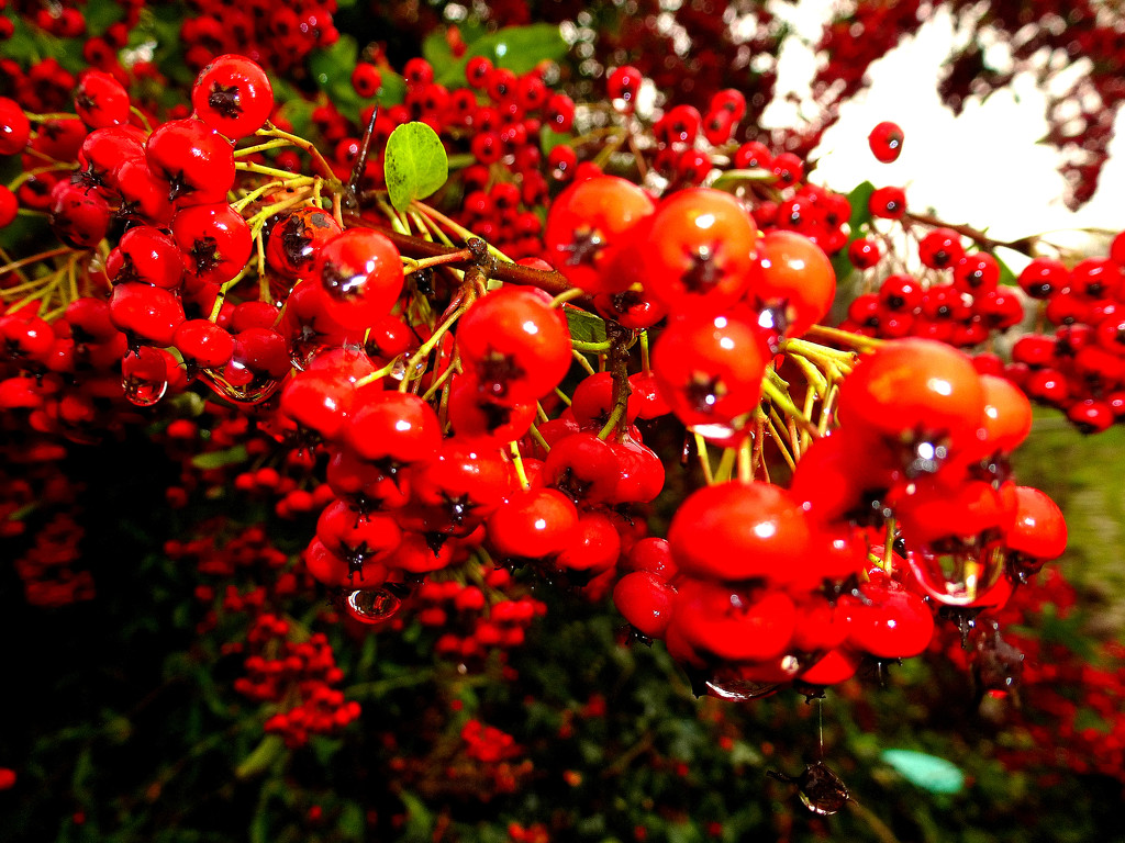 Red berries with rain drops.....  by snowy