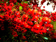 2nd Jan 2016 - Red berries with rain drops..... 