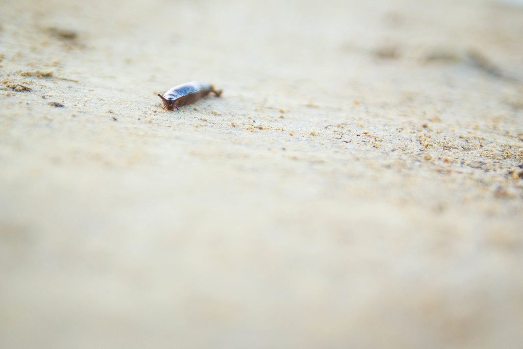 little snail #184 by ricaa