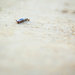 little snail #184 by ricaa