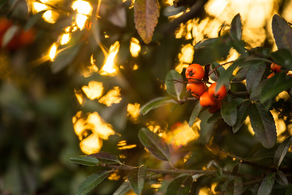 berries and light #188 by ricaa