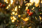 15th Dec 2015 - berries and light #188