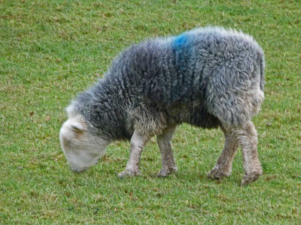 Herdwick sheep by shirleybankfarm