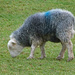 Herdwick sheep by shirleybankfarm