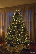 27th Dec 2015 - Our Christmas Tree