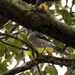 Almost a Bluejay! by rickster549