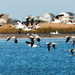 American Avocets! by shesnapped