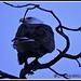 Bald Eagle at dusk... by soylentgreenpics