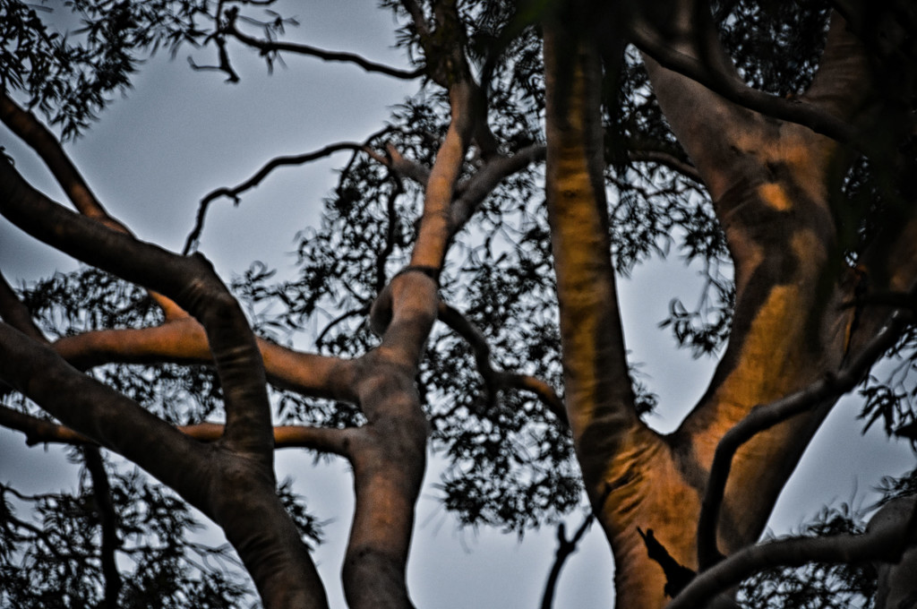 gum tree by annied