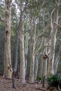 3rd Jan 2016 - Ghostly Spotted Gum forest