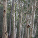 Ghostly Spotted Gum forest by pusspup