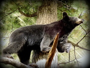 2nd Jan 2016 - Black Bear in a tree!