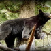 Black Bear in a tree! by homeschoolmom