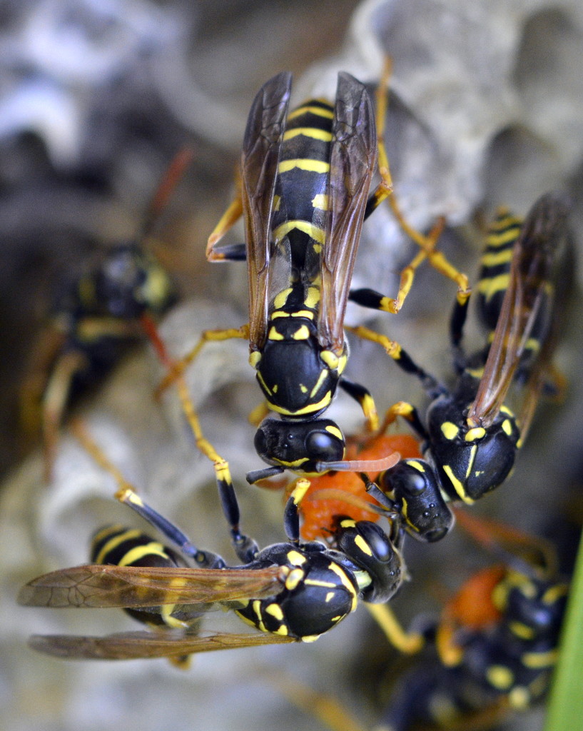 Now I Know Where All Of The Wasps Are Coming From_DSC9443 by merrelyn