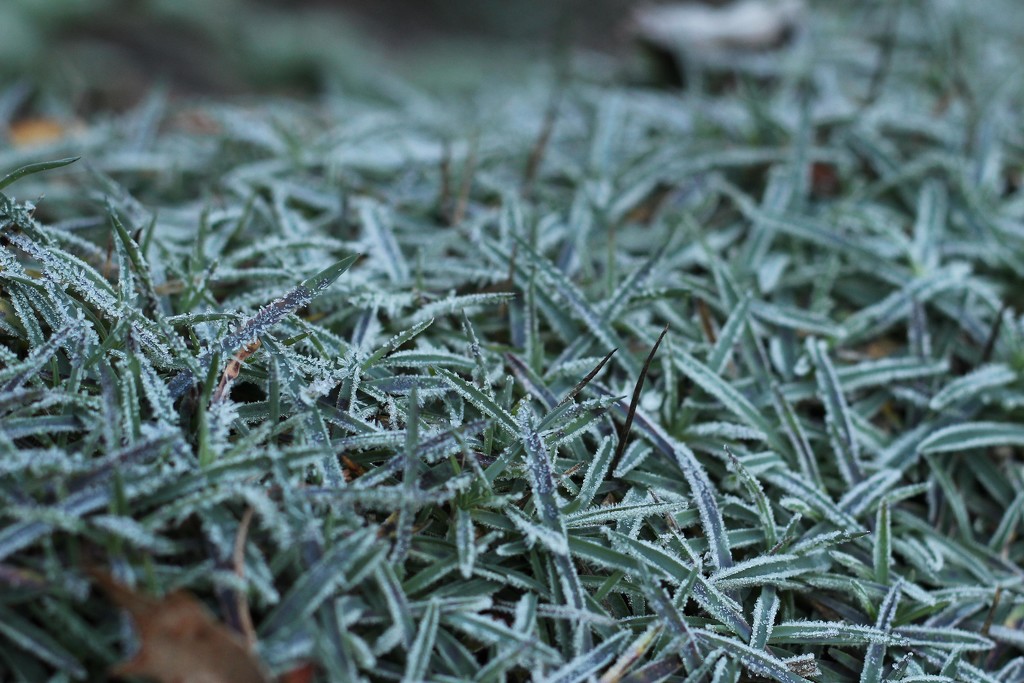 Frosty Dianthus by beckyk365