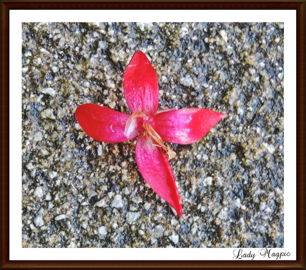 Fuchsia Flower on the Patio by ladymagpie