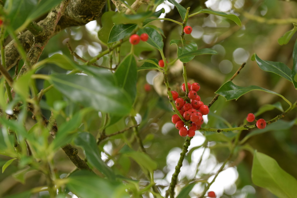 holly berries by christophercox