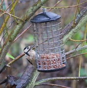 3rd Jan 2016 - Wet day even for a Woodpecker
