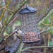 Wet day even for a Woodpecker by padlock