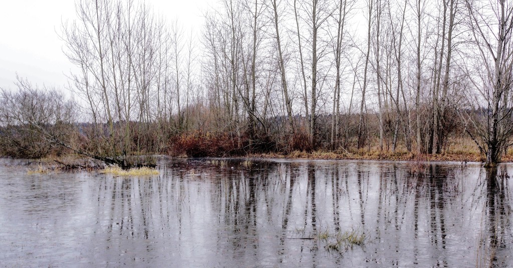 Winter pond by cristinaledesma33