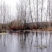 Winter pond by cristinaledesma33