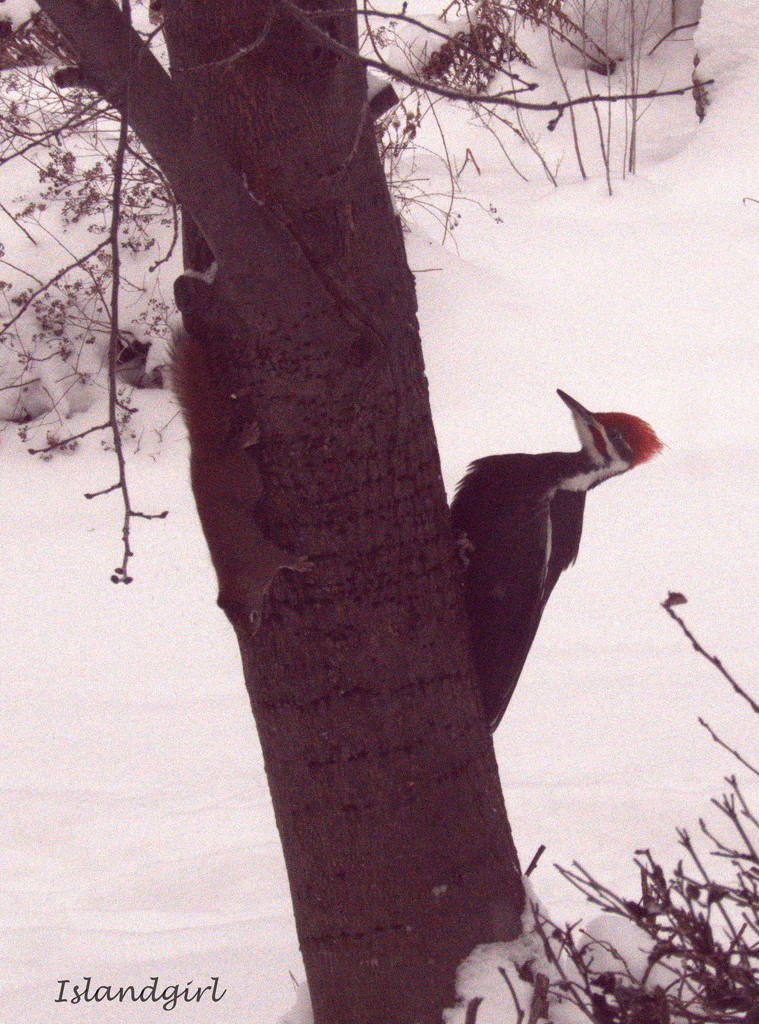 Squirrel and Pileated Woodpecker   by radiogirl