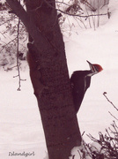 3rd Jan 2016 - Squirrel and Pileated Woodpecker  