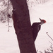 Squirrel and Pileated Woodpecker   by radiogirl