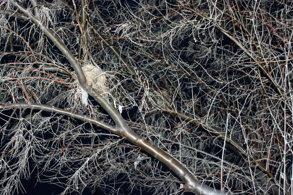 Bird nest at night by clemm17