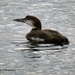 Non-Breeding Pacific Loon by kathyo