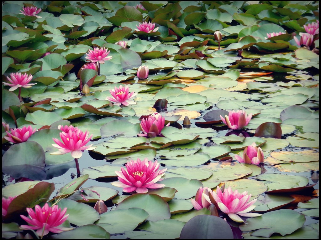 Water Lilies by yorkshirekiwi