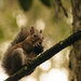 Squirrel having a snack! by rickster549