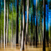 ICM Pine Trees by rosiekerr