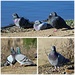 A Day Of Pigeons at Scottsdale Pond by markandlinda