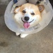 I am in the cone of shame because .... by corymbia