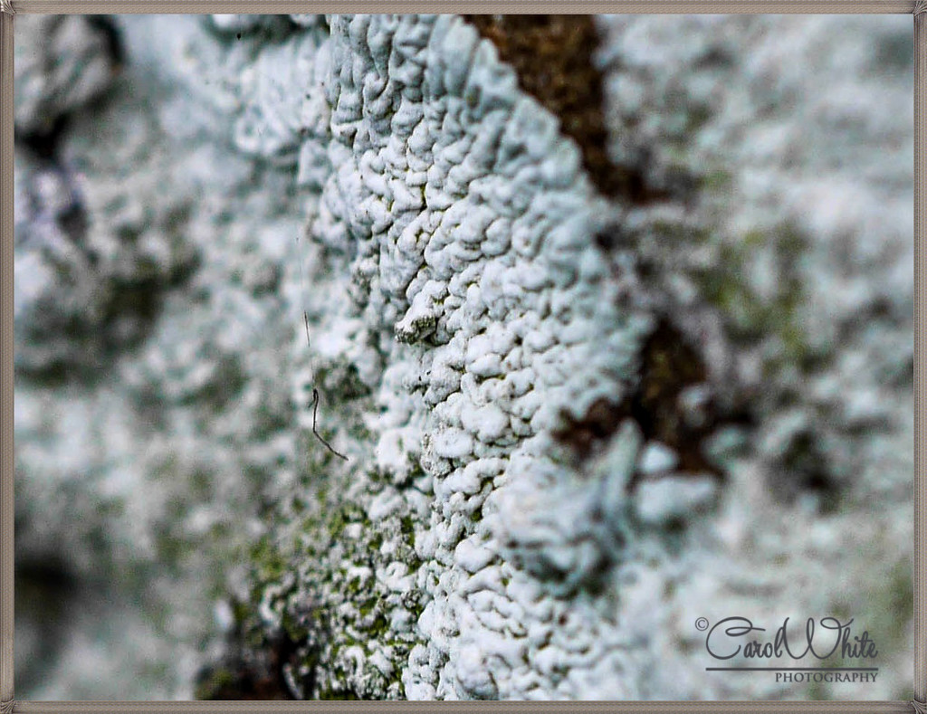 Lichen On An Old Gravestone by carolmw