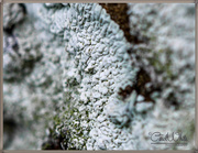 4th Jan 2016 - Lichen On An Old Gravestone