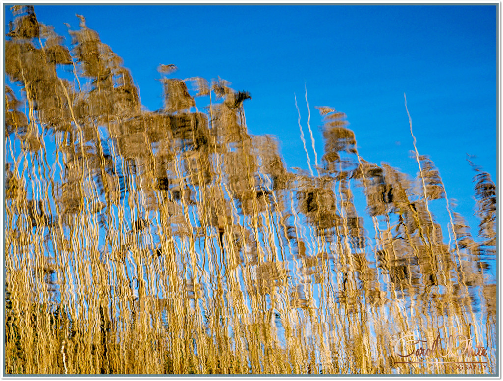 Golden Grass Reflections by carolmw