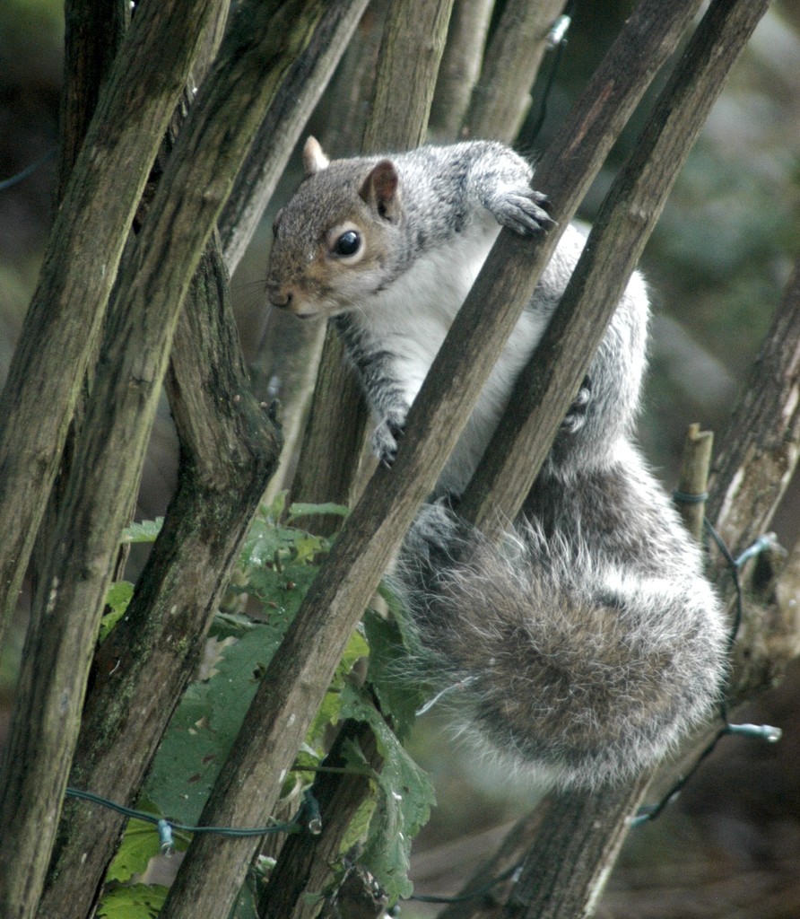 Mrs Tubby -A European Grey Squirrel  by arkensiel