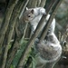 Mrs Tubby -A European Grey Squirrel  by arkensiel