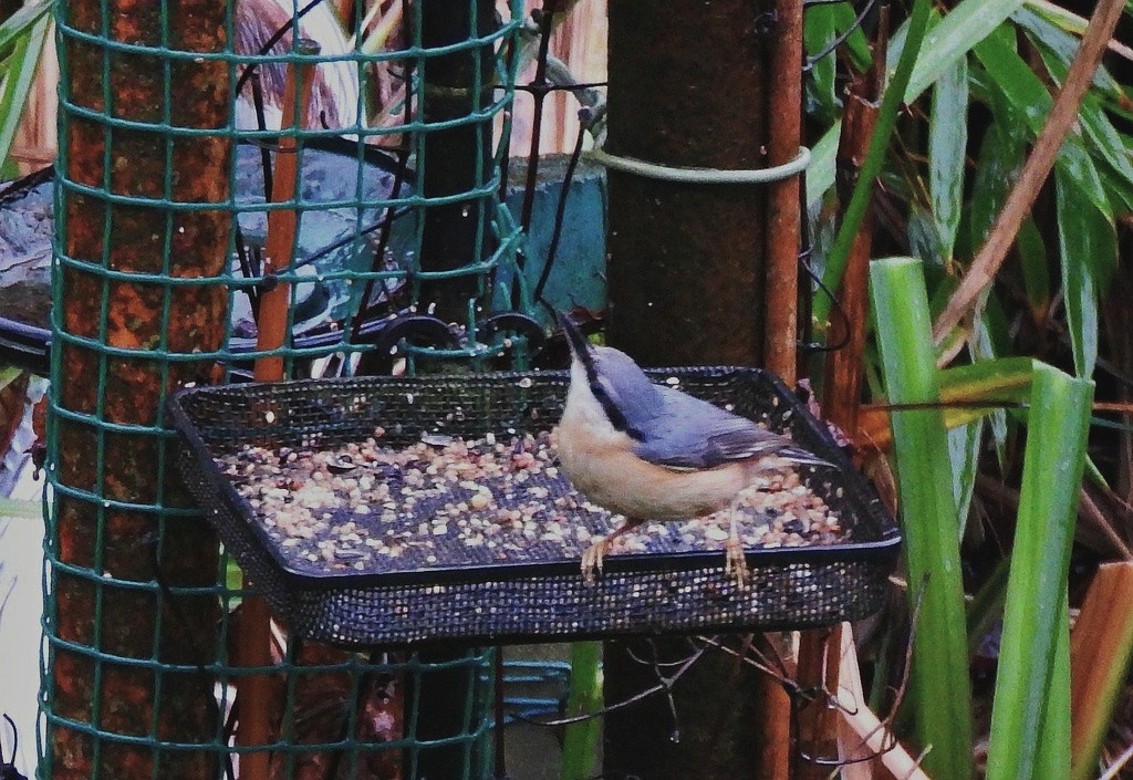 Nuthatch 1 by oldjosh