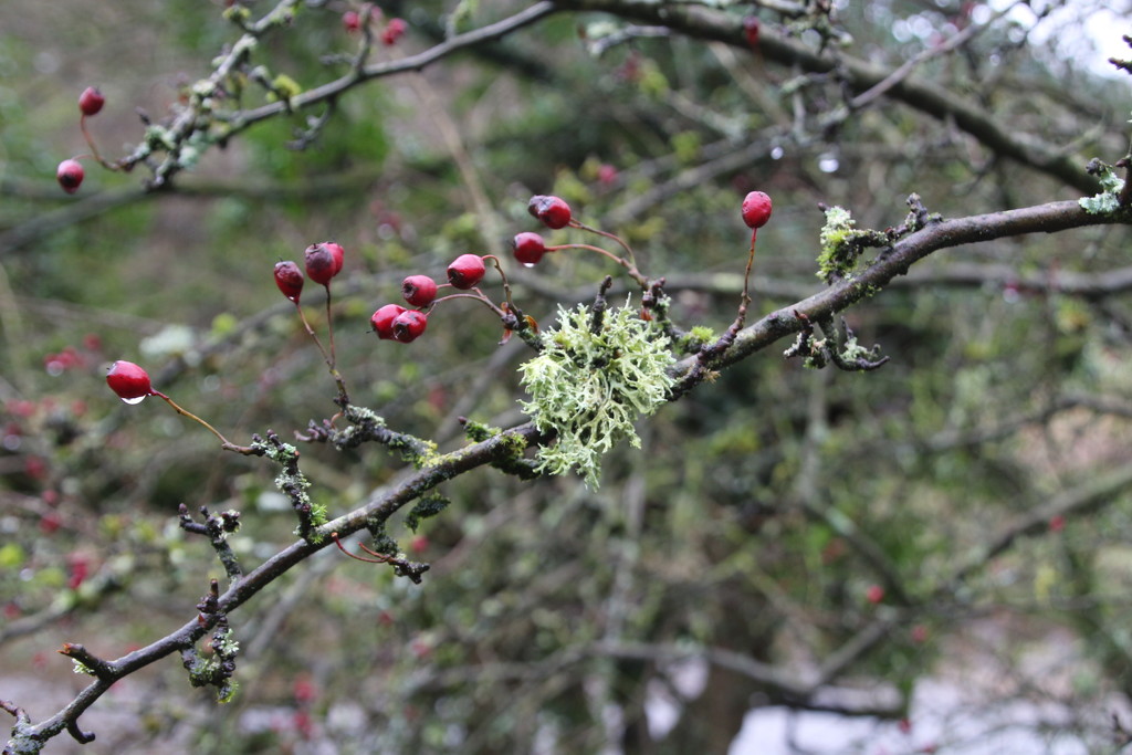 Winter Branch by oldjosh