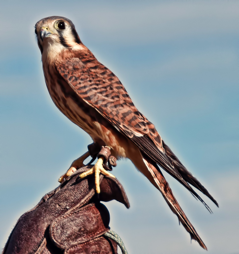 American Kestrel Falcon by joysfocus