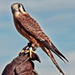 American Kestrel Falcon by joysfocus