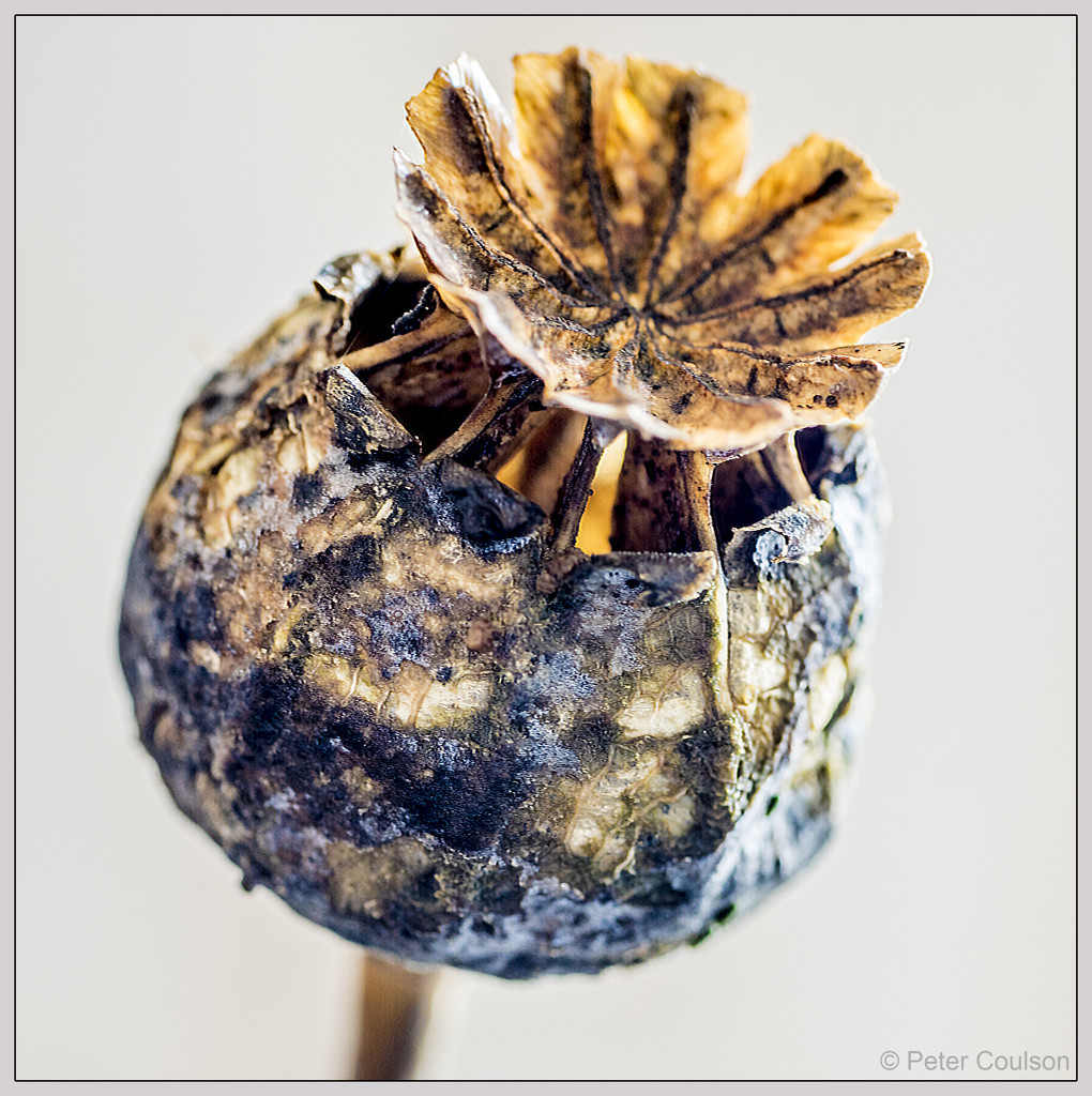 Poppy Seed Pod by pcoulson