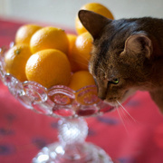 4th Jan 2016 - Clementines & cat