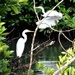 Two Egrets by cwarrior