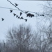 Blackbirds by bruni