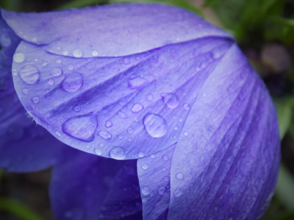 Raindrops on anenome by flowerfairyann