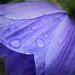 Raindrops on anenome by flowerfairyann